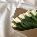 الصورة الرمزية ل شيماء شيماء ضيف