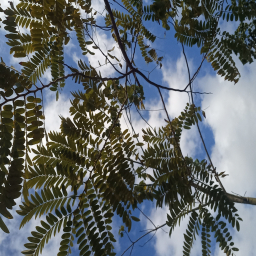 الصورة الرمزية